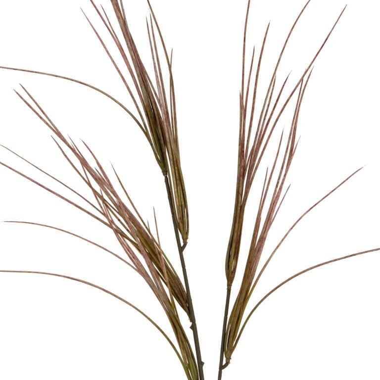 natural brome grass spray product image