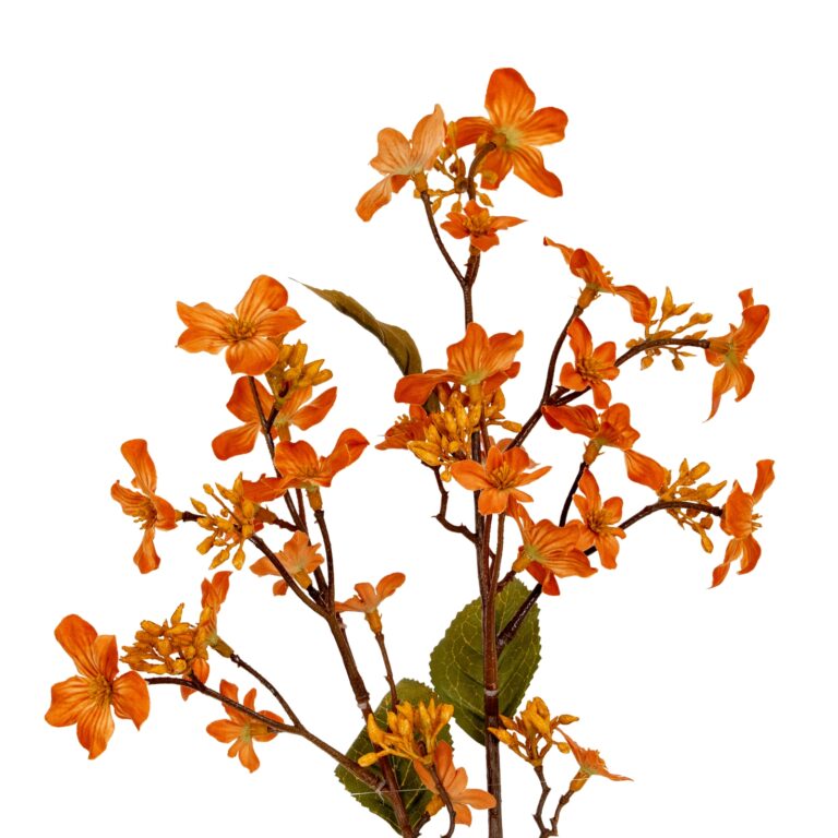 orange orange vernicia fordii spray product image