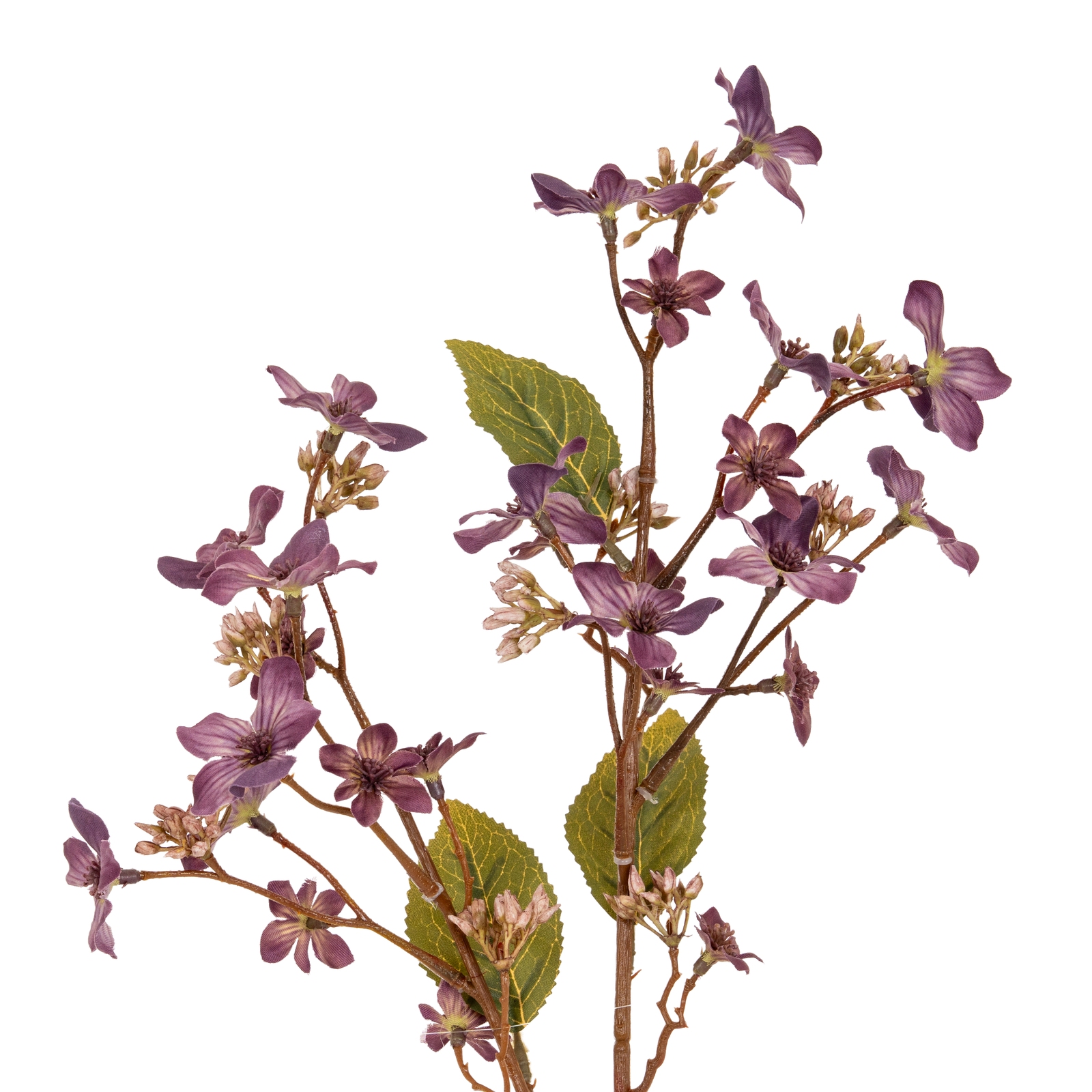 purple purple vernicia fordii spray product image