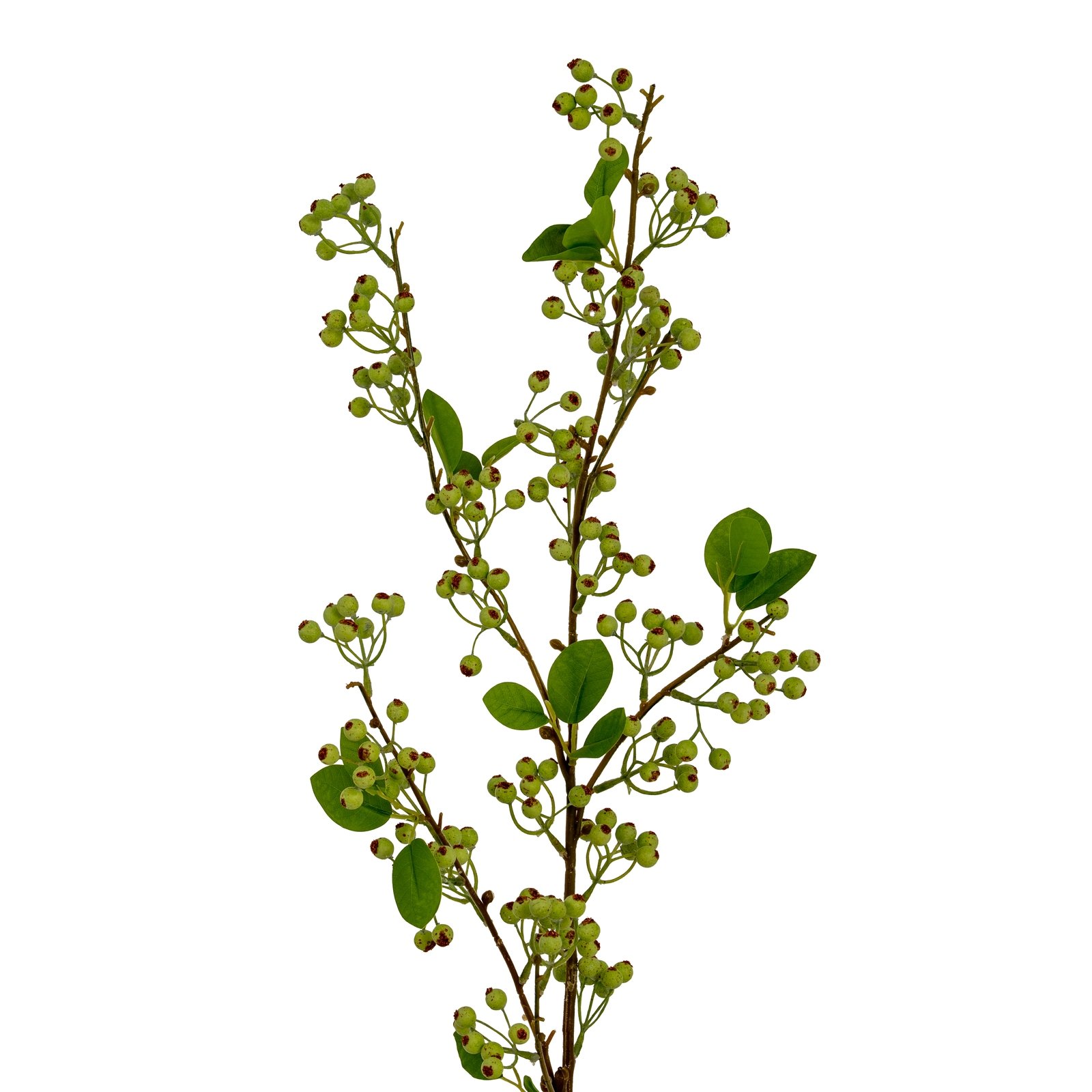 Large Green Mossberry Branch
